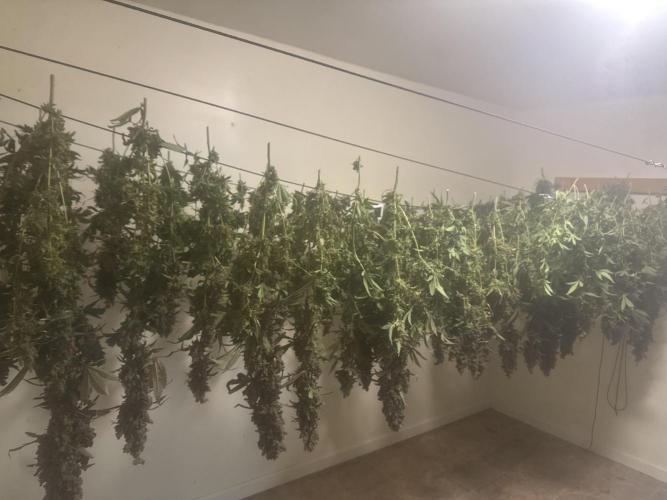 Purple Thai. Week 16 - Harvest