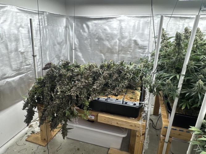 Purple Thai. Week 16 - Harvest