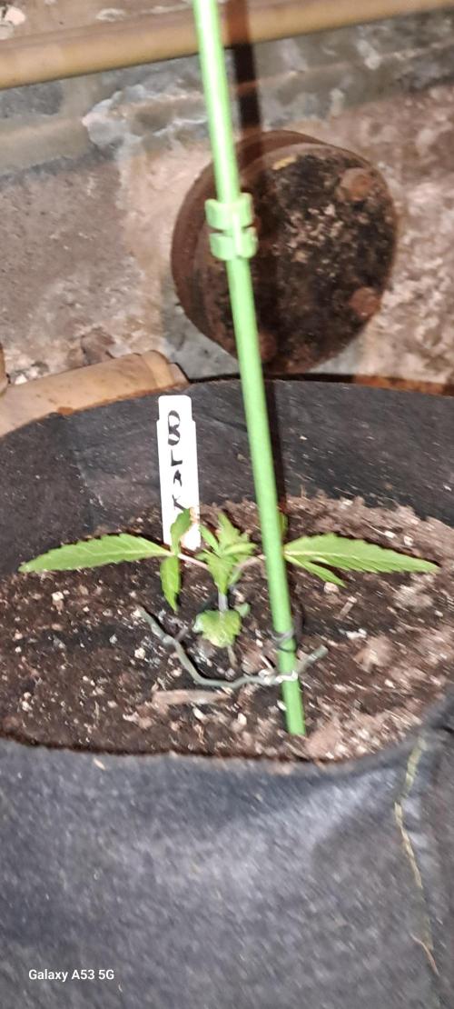 Valse. Week 1 - L auto blak opium