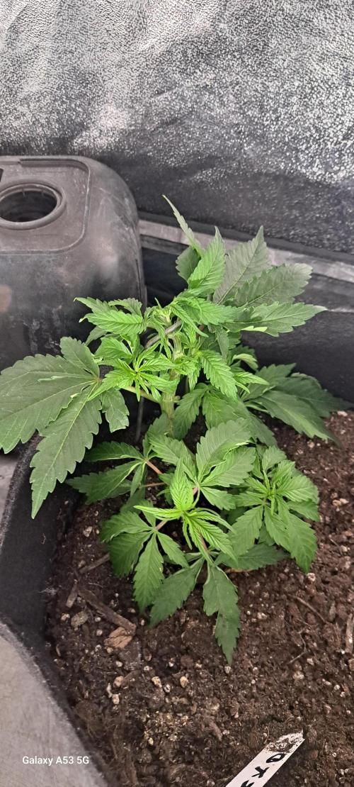 Valse. Week 4 - Une autoblakopiumtailler