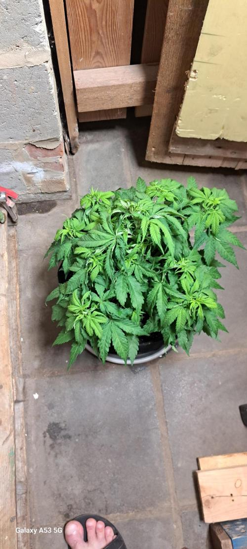 Valse. Week 7 - Lst