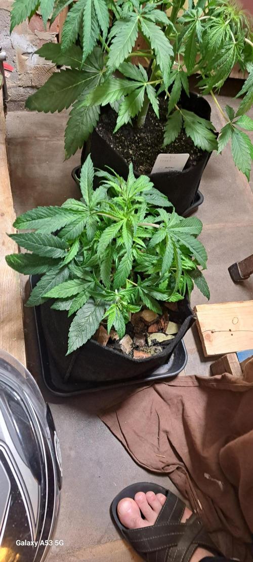 Valse. Week 7 - Lst pousse sapin