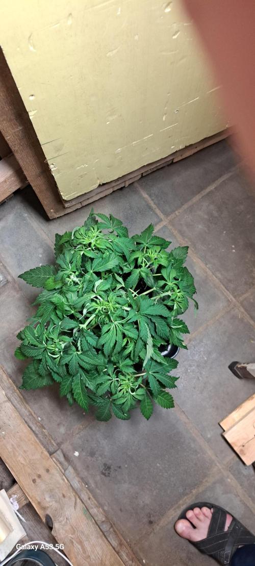 Valse. Week 7 - Lst