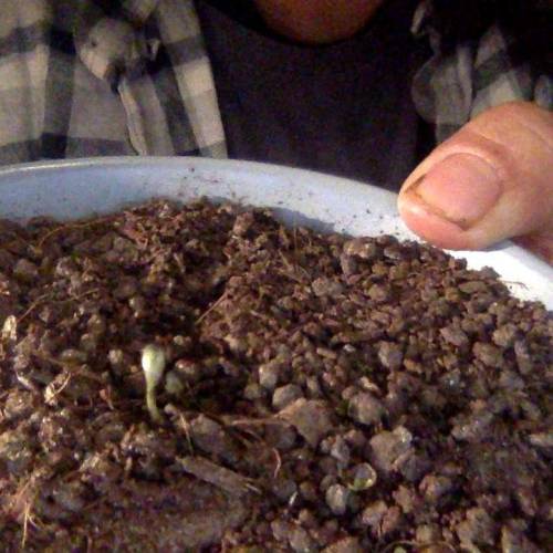 Shiva Shanti II. Week 1