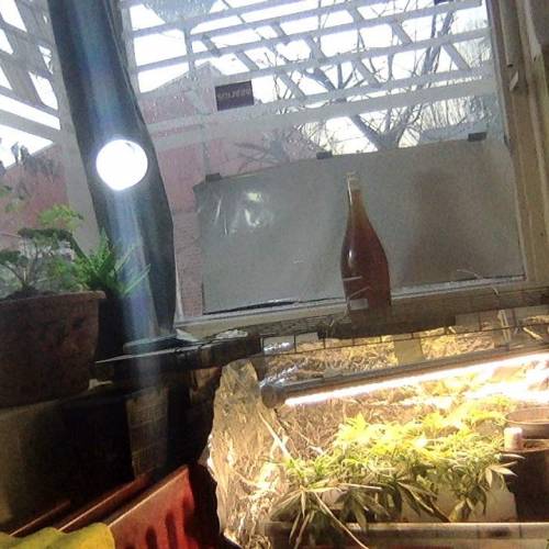 Shiva Shanti II. Week 1 - The current growing situation,,, 50 W led bar from G-tools,, and sunlight.. window on the left is facing south,,, other side of the window is a walking path.. People know, I,m notorious for my flashy plants.. people can't see.... The light above is concealing the light under,,, the plants above " Parsley" and " Aloë" conceal the use of the light above..