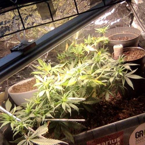 Shiva Shanti II. Week 1 - together with some freebees an afghan#1 and a new reg Haze freak.... Sensi's Gamma displayed on the free list they give away makes me drool for "Silver haze" as a leaf plant... I use the leaf of the plants... The Shiva however I want to flower again and again and again... just small parts to have some bud..