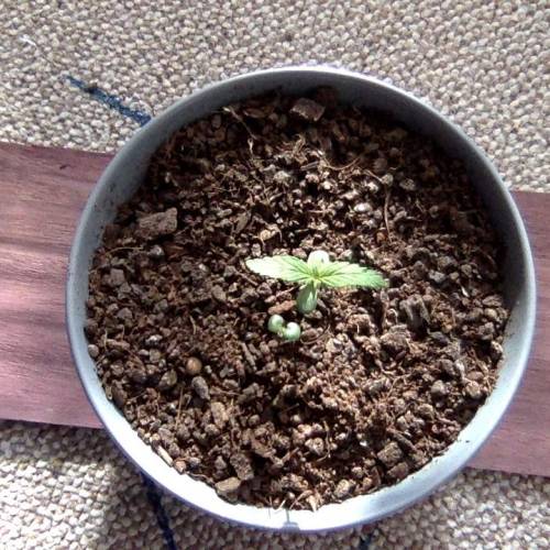 Shiva Shanti II. Week 2 - Well, because of the pot size she doesn't grow fast,, can't get here close to the light yet. No stretching!