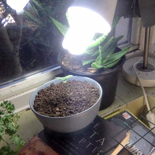 Shiva Shanti II. Week 2 - today the sun was shining,,, so I put her in front of the window, in between the Aloë and Parsley..