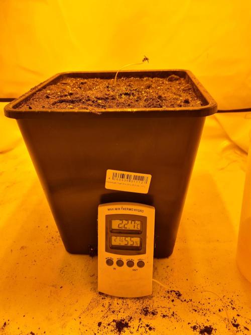 Zamnesia - Critical Automatic - Outdoor. Week 0 - Day 6 - in her new home