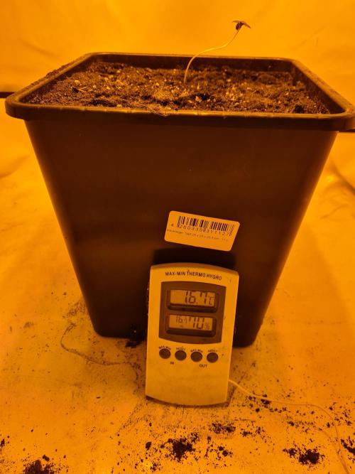 Zamnesia - Critical Automatic - Outdoor. Week 0 - Day 7 - just when lights got on.
