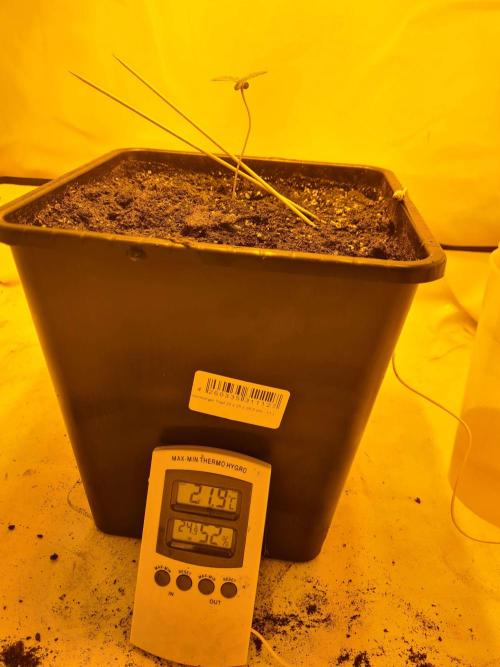Zamnesia - Critical Automatic - Outdoor. Week 1 - Day 9