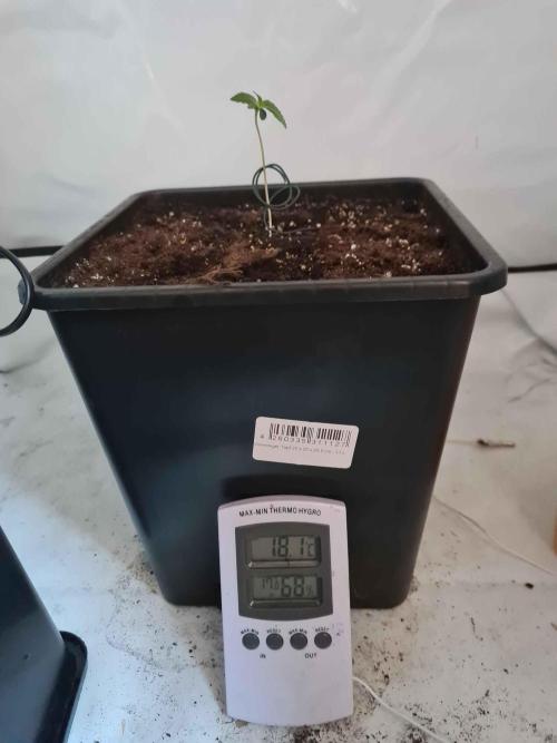 Zamnesia - Critical Automatic - Outdoor. Week 1 - Day 10