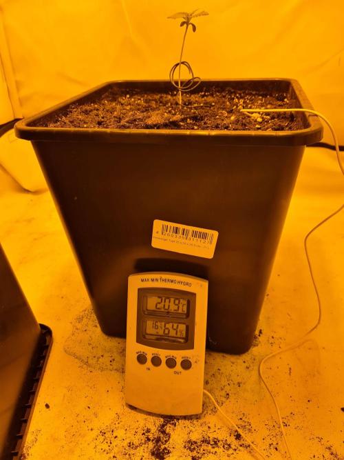 Zamnesia - Critical Automatic - Outdoor. Week 1 - Day 11