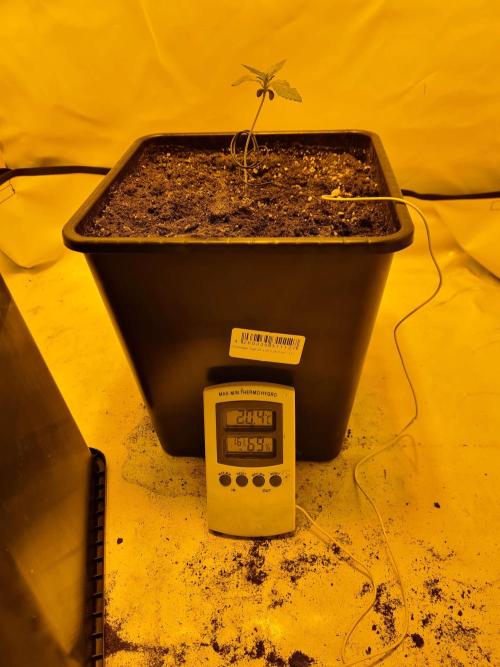 Zamnesia - Critical Automatic - Outdoor. Week 1 - day 13