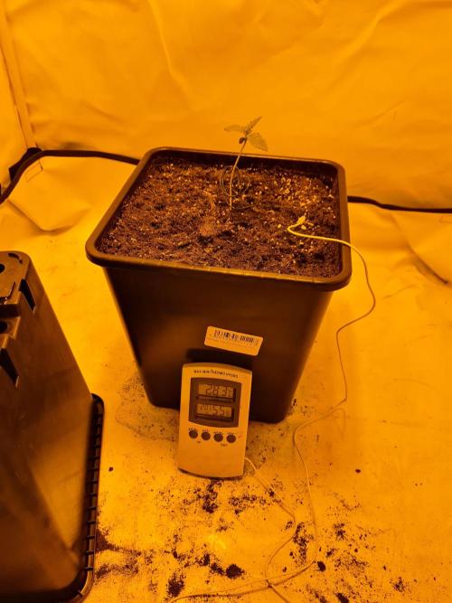 Zamnesia - Critical Automatic - Outdoor. Week 1 - Day 12