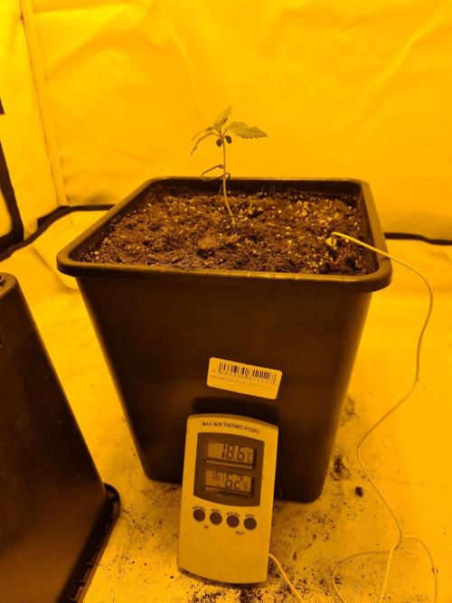 Zamnesia - Critical Automatic - Outdoor. Week 1 - Day 14