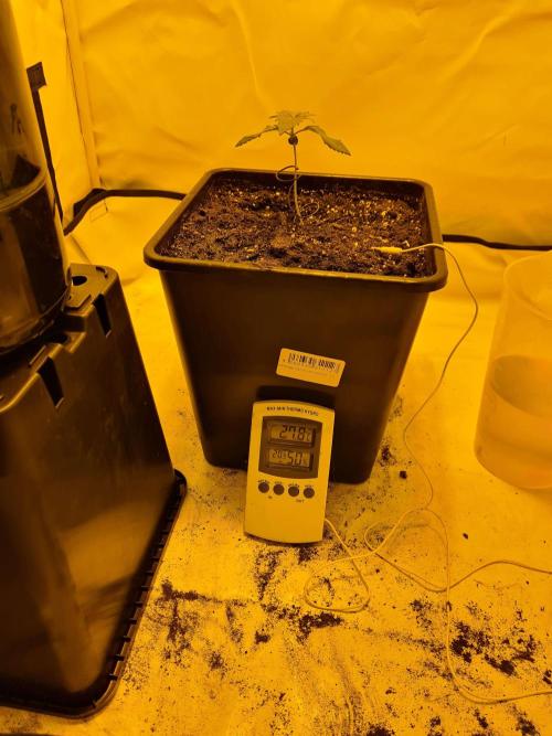 Zamnesia - Critical Automatic - Outdoor. Week 2 - Day 16