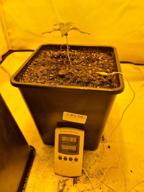 Zamnesia - Critical Automatic - Outdoor. Week 2 - Day 17