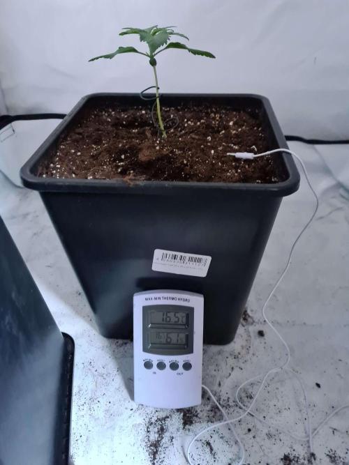 Zamnesia - Critical Automatic - Outdoor. Week 2 - Day 18