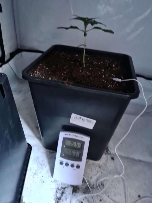 Zamnesia - Critical Automatic - Outdoor. Week 2 - Day 19