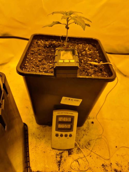 Zamnesia - Critical Automatic - Outdoor. Week 2 - Day 20
