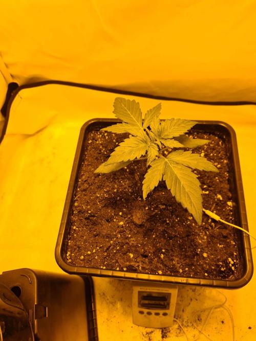Critical Automatic . Week 2