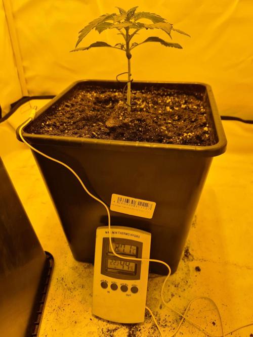 Critical Automatic . Week 3