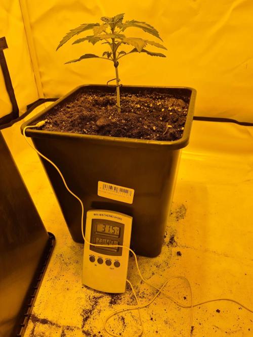 Zamnesia - Critical Automatic - Outdoor. Week 3 - Day 23
