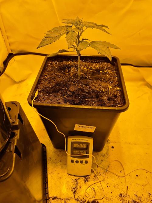 Zamnesia - Critical Automatic - Outdoor. Week 3 - Day 24