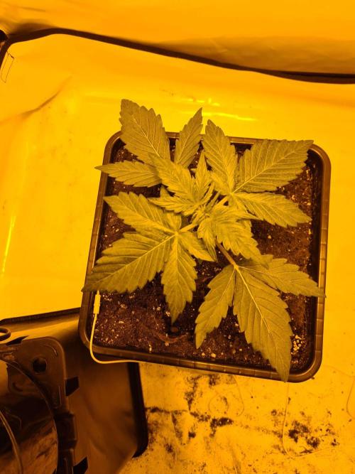 Critical Automatic . Week 3
