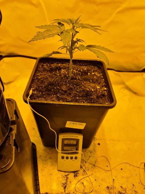 Critical Automatic . Week 3
