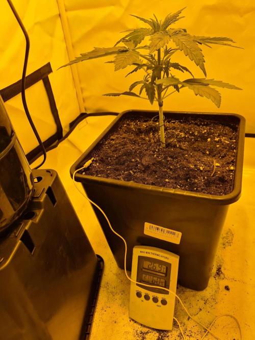 Critical Automatic . Week 3