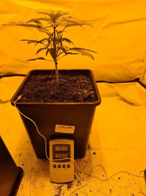 Critical Automatic . Week 3