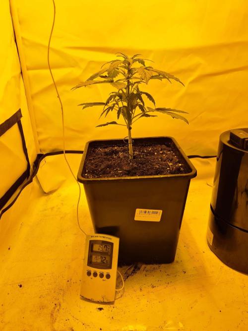 Critical Automatic . Week 3