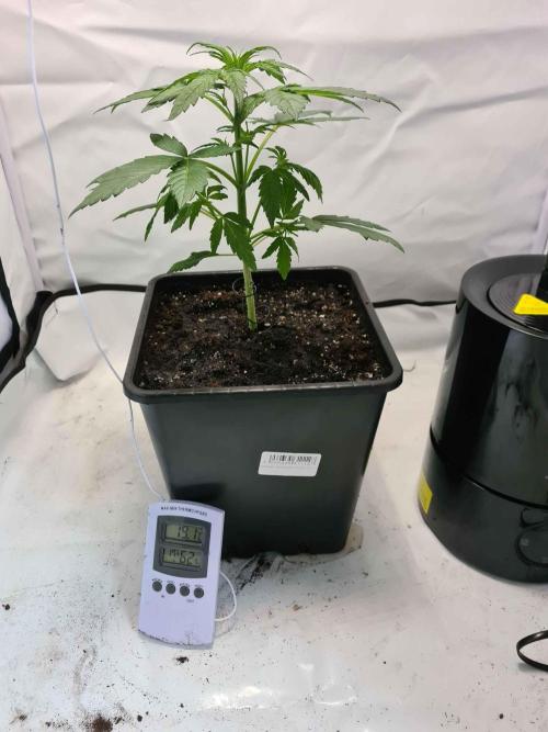 Critical Automatic . Week 4