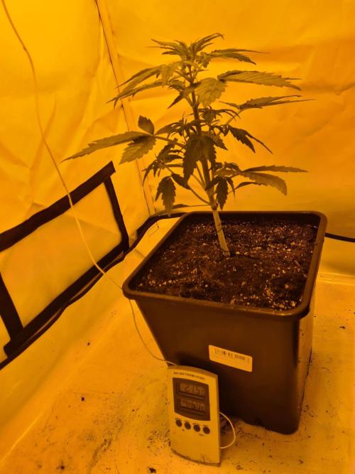 Critical Automatic . Week 4