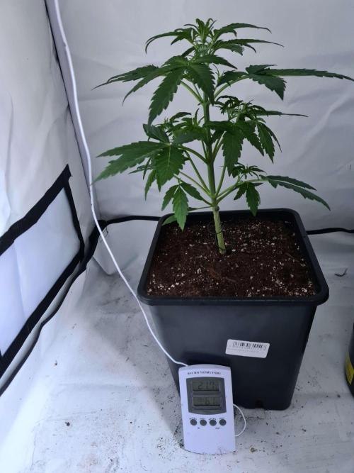 Critical Automatic . Week 4