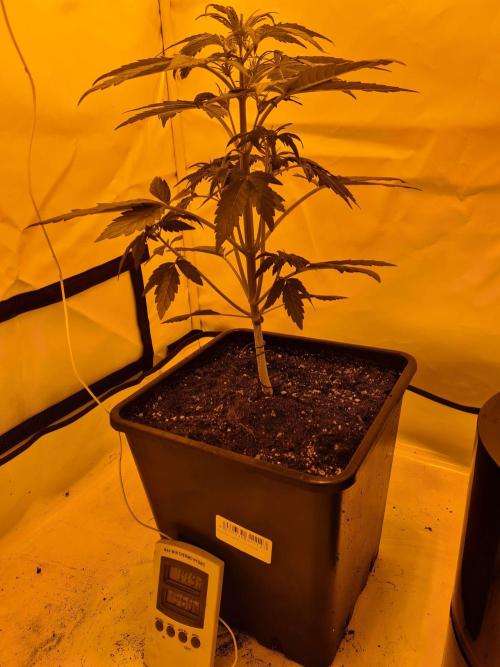 Critical Automatic . Week 4