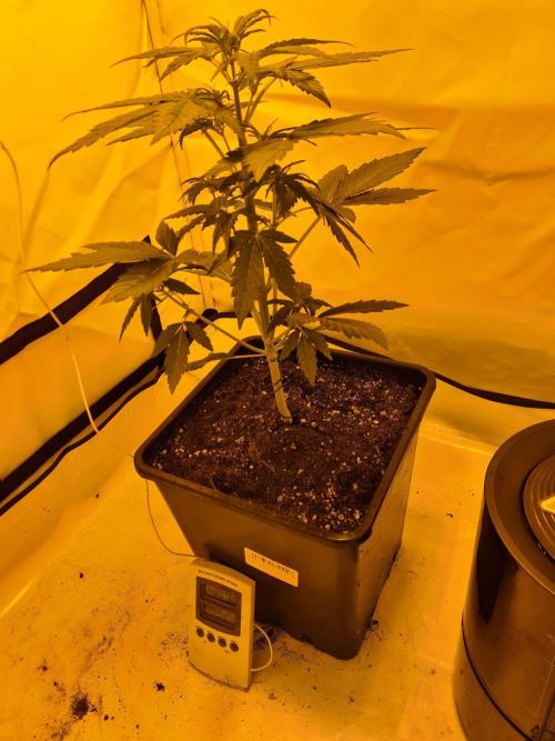 Critical Automatic . Week 4