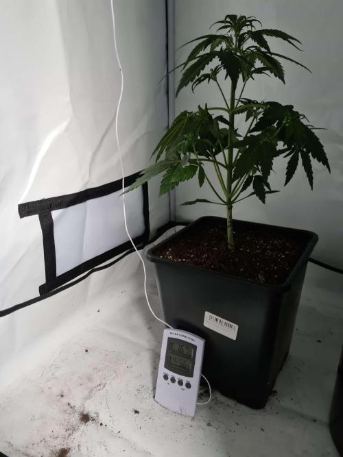 Critical Automatic . Week 4