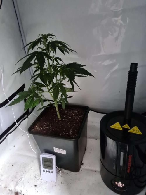 Critical Automatic . Week 4