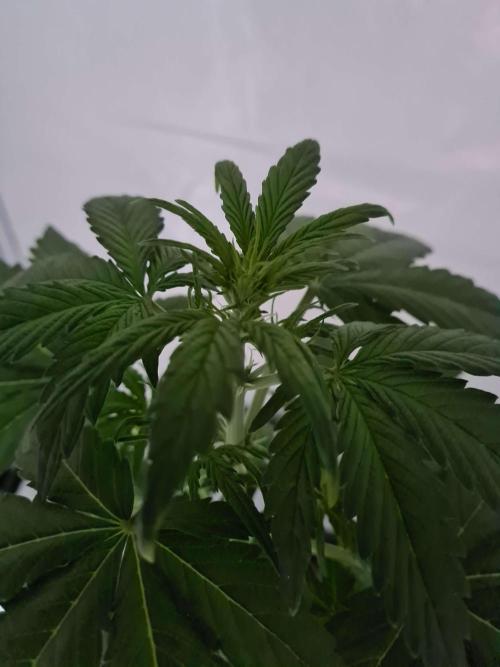 Critical Automatic . Week 5