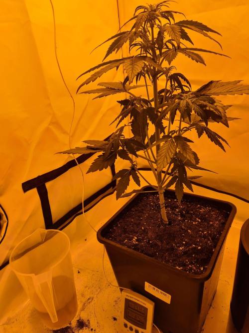 Zamnesia - Critical Automatic - Outdoor. Week 5 - Day 37