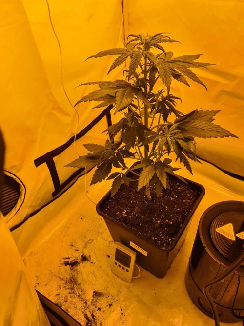 Zamnesia - Critical Automatic - Outdoor. Week 5 - Day 38