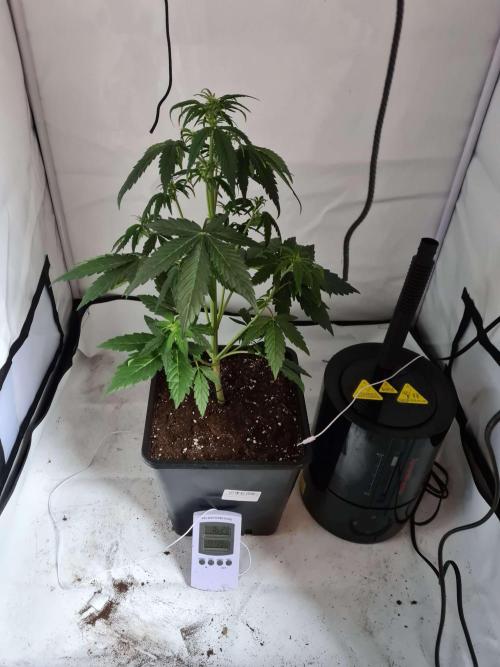 Critical Automatic . Week 5