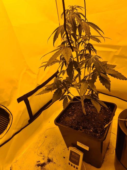Critical Automatic . Week 5