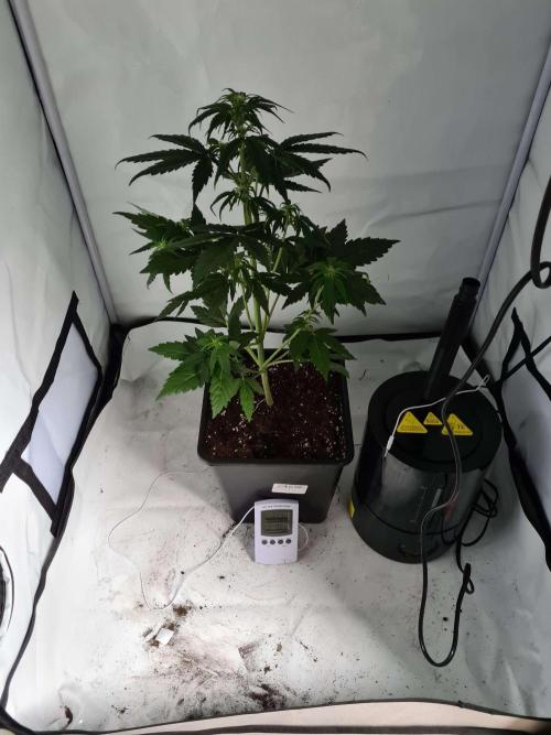 Zamnesia - Critical Automatic - Outdoor. Week 5 - Day 41