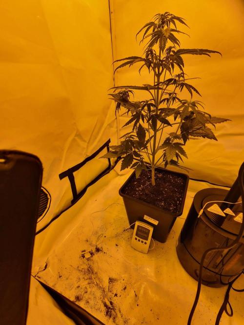 Zamnesia - Critical Automatic - Outdoor. Week 5 - Day 42