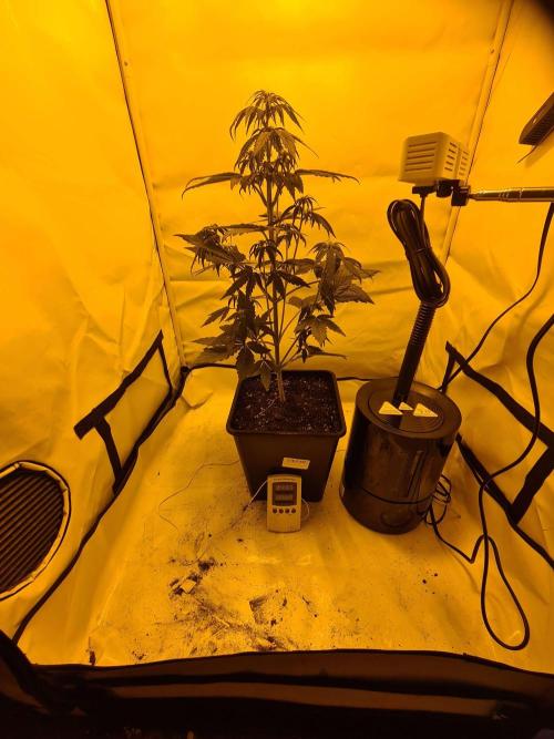 Zamnesia - Critical Automatic - Outdoor. Week 6 - Day 43