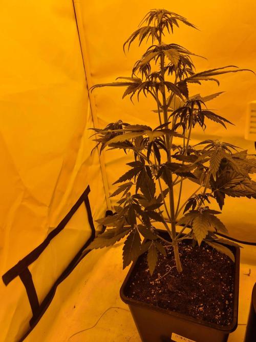 Zamnesia - Critical Automatic - Outdoor. Week 6 - Day 44